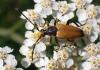 Stictoleptura fulva